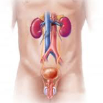 Nuovi concetti di epidemiologia e fisiopatologia dei LUTS