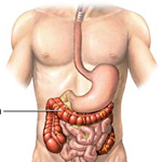 Aggiornamenti in tema di rettocolite ulcerosa 