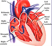 Stati prediabetici e rischio cardiovascolare
