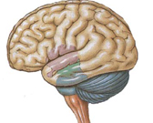 Brain Ischemia: from basic mechanisms to development of novel therapeutics