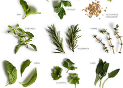 Le piante medicinali e loro applicazione